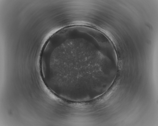 X0000110940995200906261257