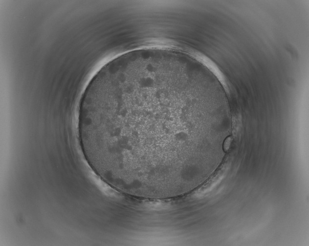 X0000110941099200906261255