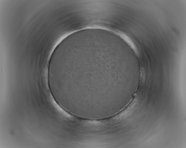 X0000110941100200906261255