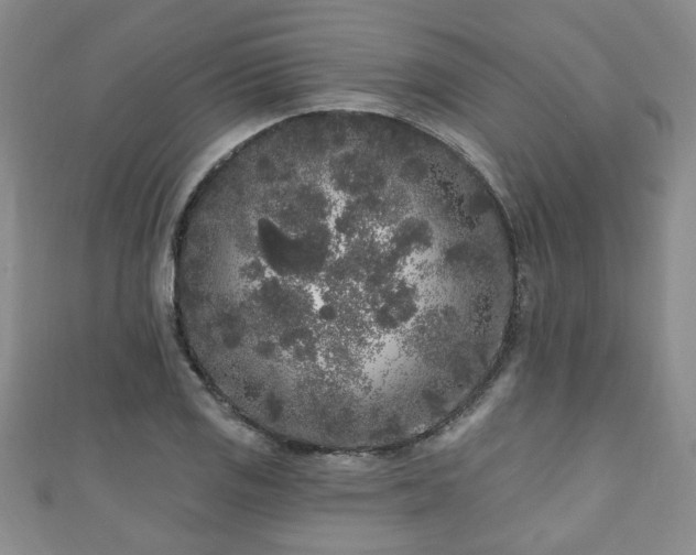 X0000110941125200906261255