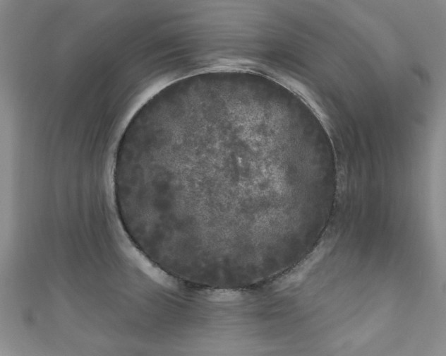 X0000110941235200906261254