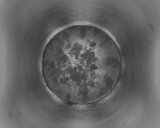 X0000110941245200906261254