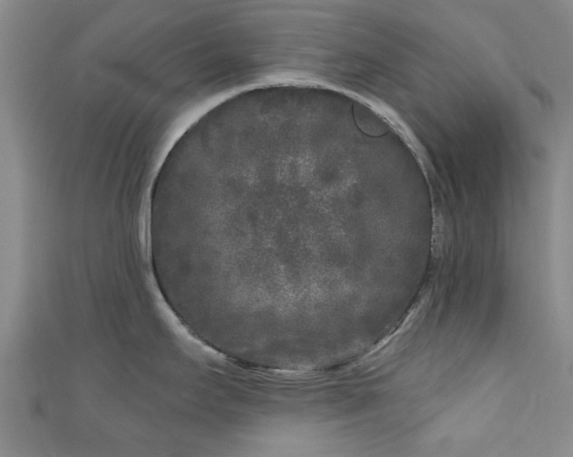 X0000110941295200906261253