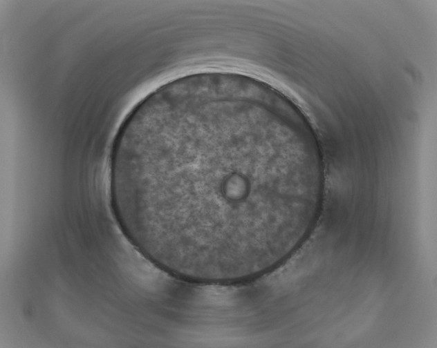 X0000110941514200906261250