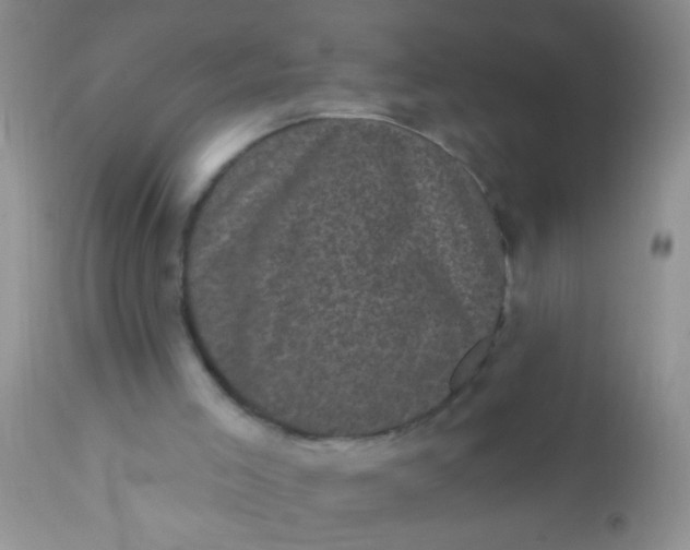 X0000110940005200907022143