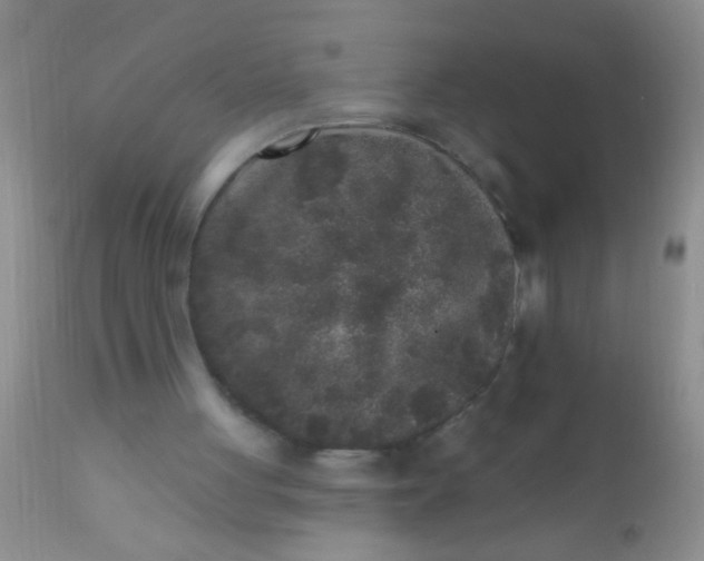 X0000110940051200907022142