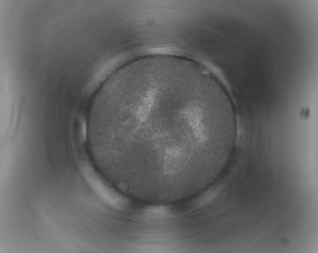 X0000110940061200907022142