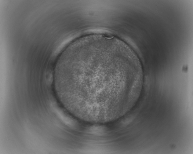 X0000110940063200907022142