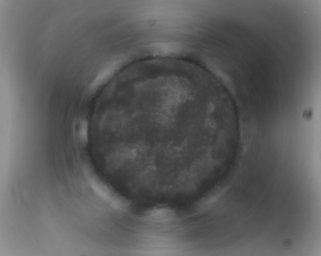 X0000110940067200907022142