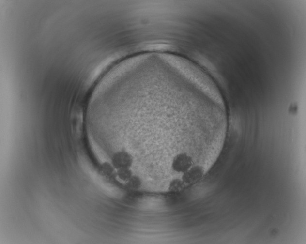 X0000110940110200907022142