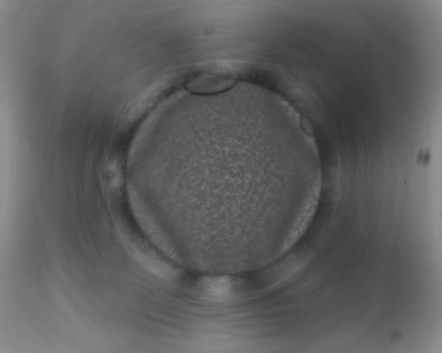 X0000110940131200907022142