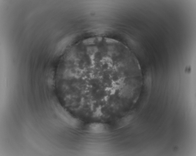 X0000110940181200907022141