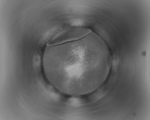 X0000110940211200907022141