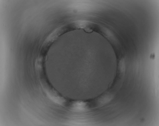 X0000110940217200907022141