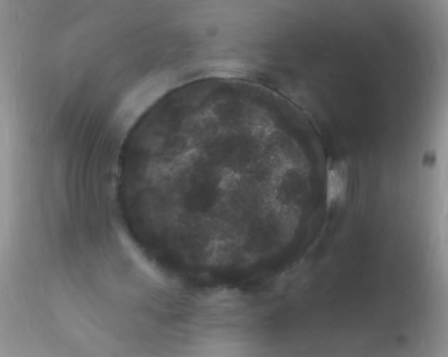 X0000110940243200907022139