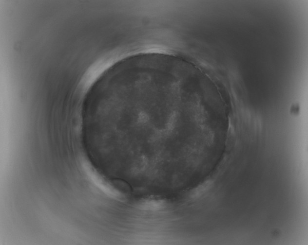 X0000110940247200907022139