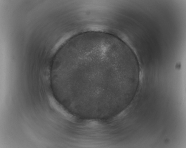 X0000110940249200907022140