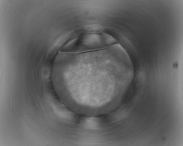 X0000110940268200907022140