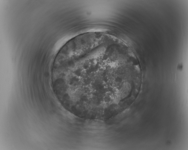 X0000110940337200907022138