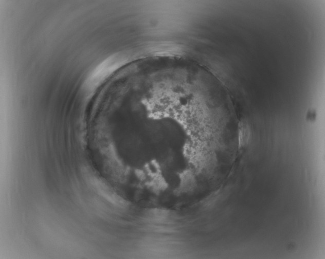 X0000110940339200907022138