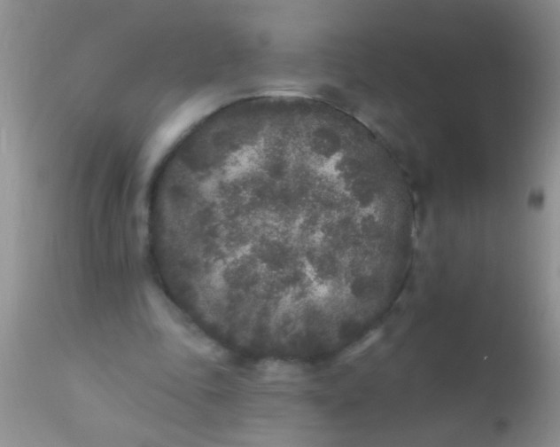 X0000110940343200907022138