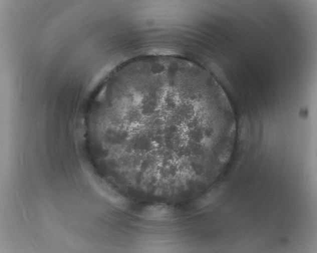 X0000110940351200907022138