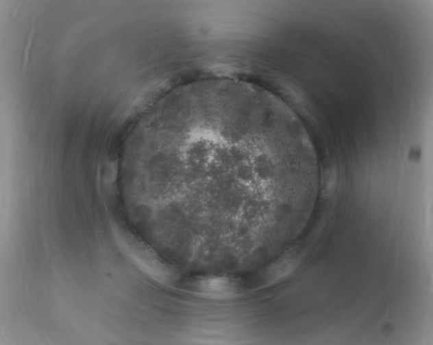 X0000110940365200907022138