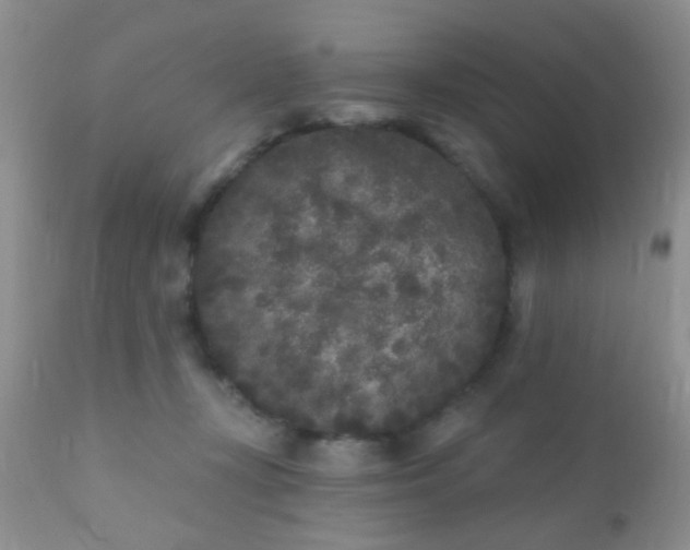 X0000110940367200907022139