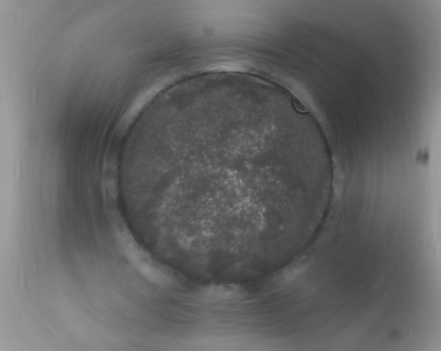 X0000110940386200907022138