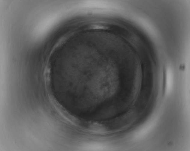 X0000110940387200907022138