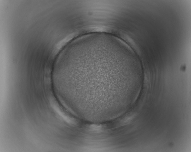 X0000110940394200907022138