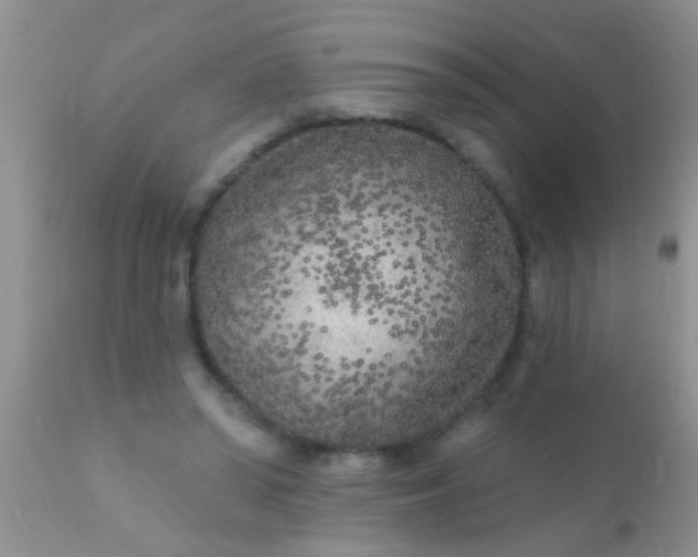 X0000110940398200907022138