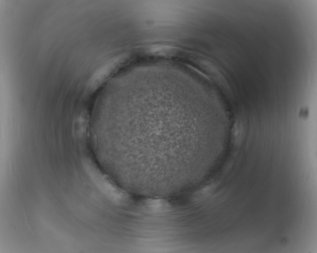 X0000110940424200907022137