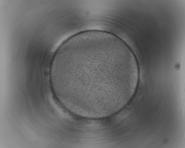 X0000110940434200907022136