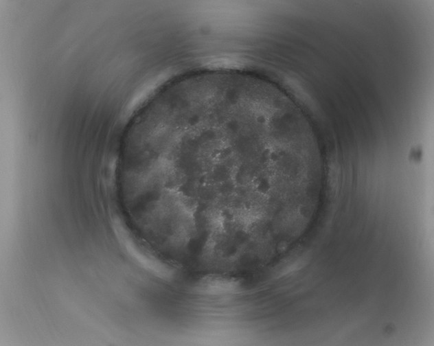 X0000110940491200907022136