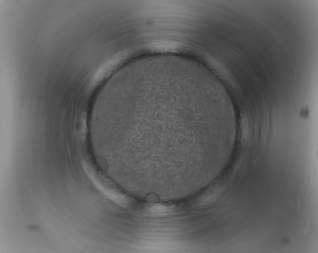 X0000110940494200907022136