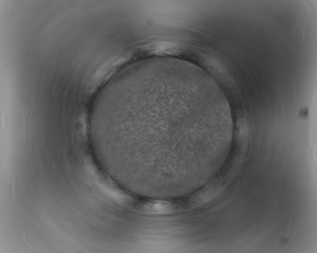 X0000110940506200907022136