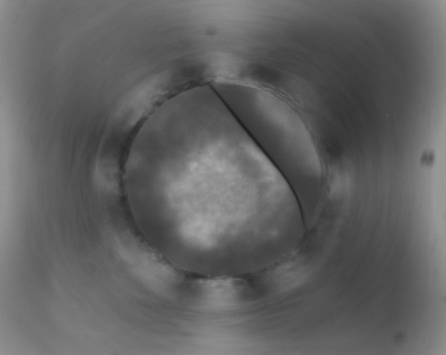 X0000110940524200907022136