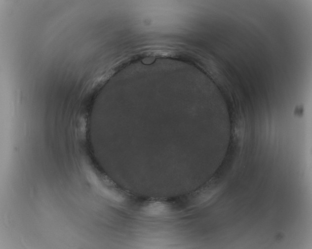 X0000110940551200907022135