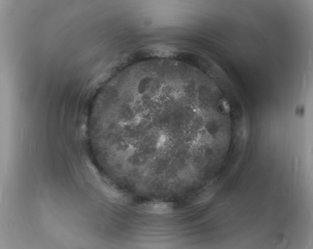 X0000110940553200907022135