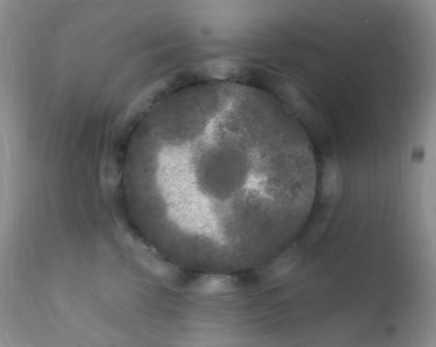 X0000110940569200907022135