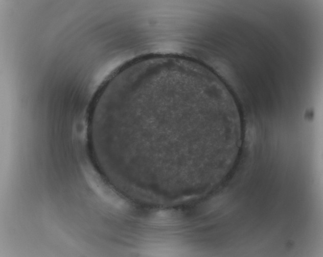 X0000110940584200907022135