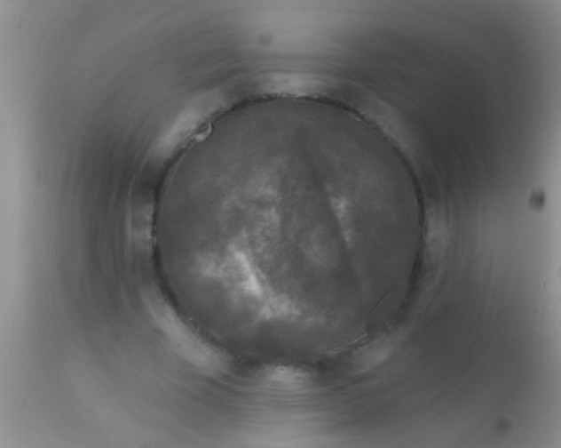 X0000110940585200907022135