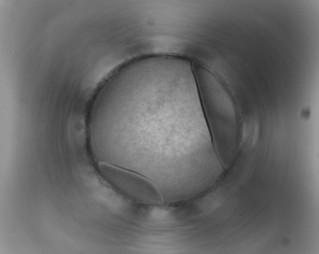 X0000110940684200907022133