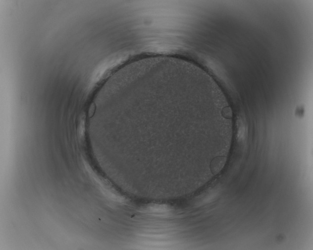 X0000110940685200907022133