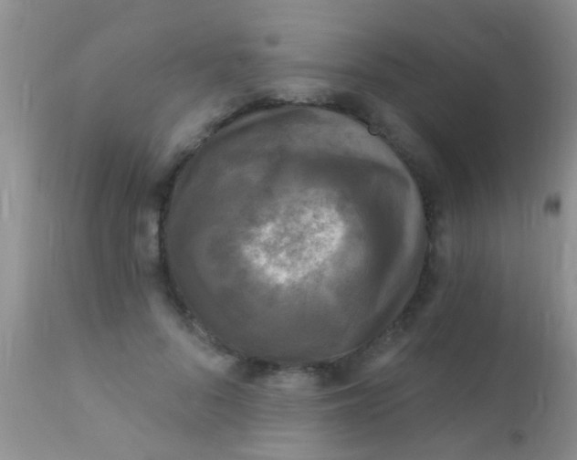 X0000110940696200907022133