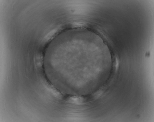 X0000110940712200907022133