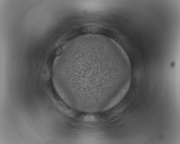 X0000110940751200907022133