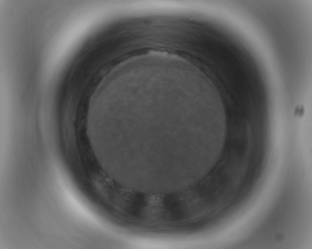 X0000110940766200907022133