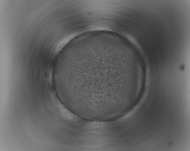 X0000110940777200907022132